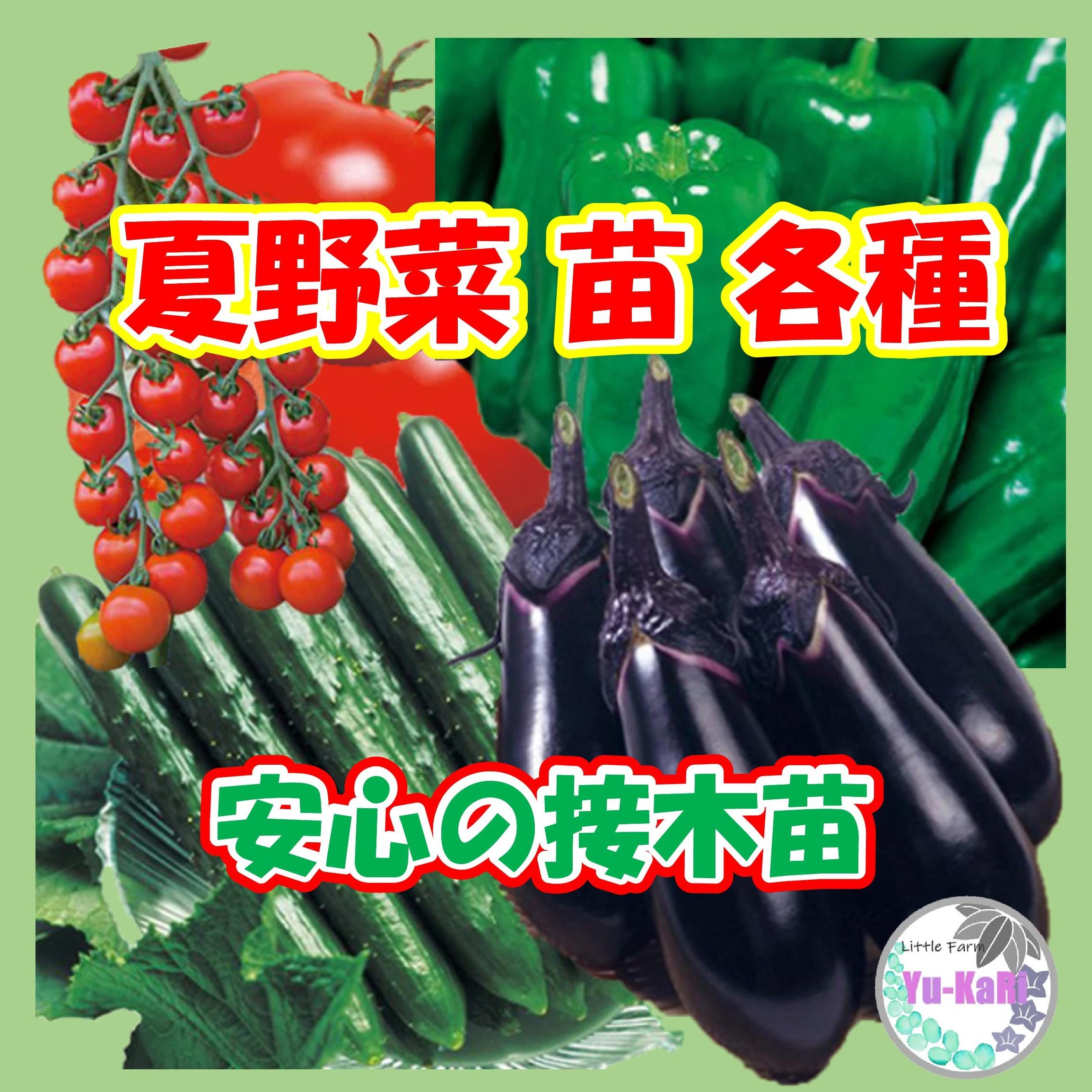 Amazon.co.jp: 【桃太郎ファイト】大玉トマト（タキイ種苗） 夏野菜